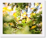 hippiainen Goldcrest _8497 * 800 x 633 * (442KB)